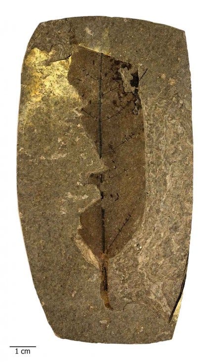leaf fossil