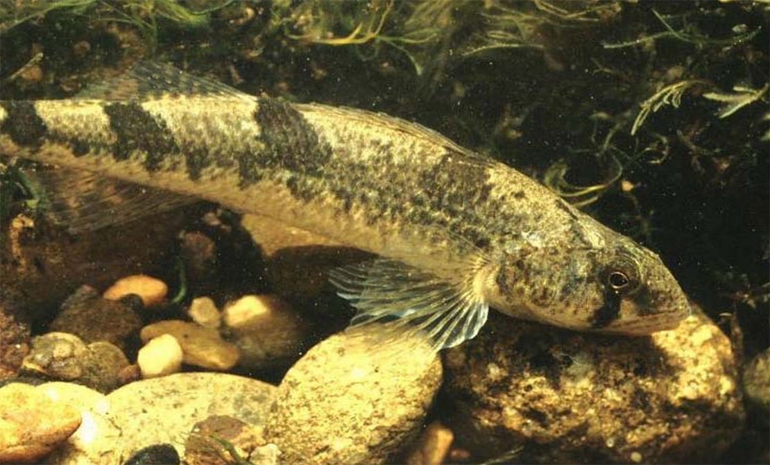 Snail darter