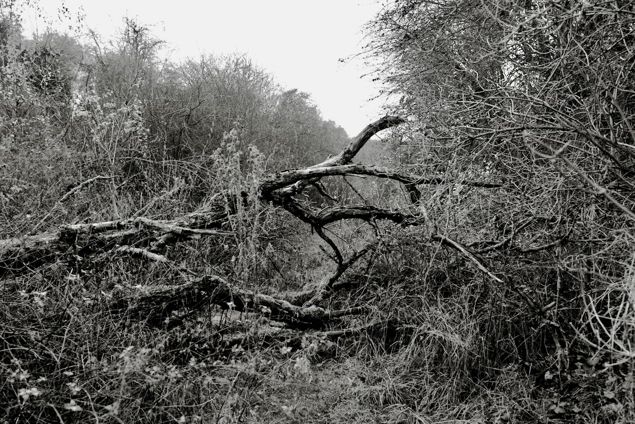 Natur – Sascha Büttner Fotografie