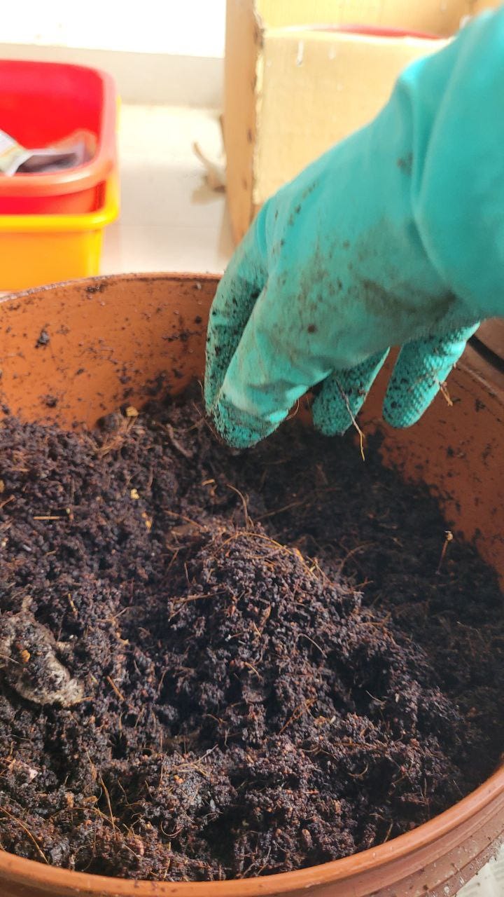 fresh compost being harvested from a bucket with a green glove