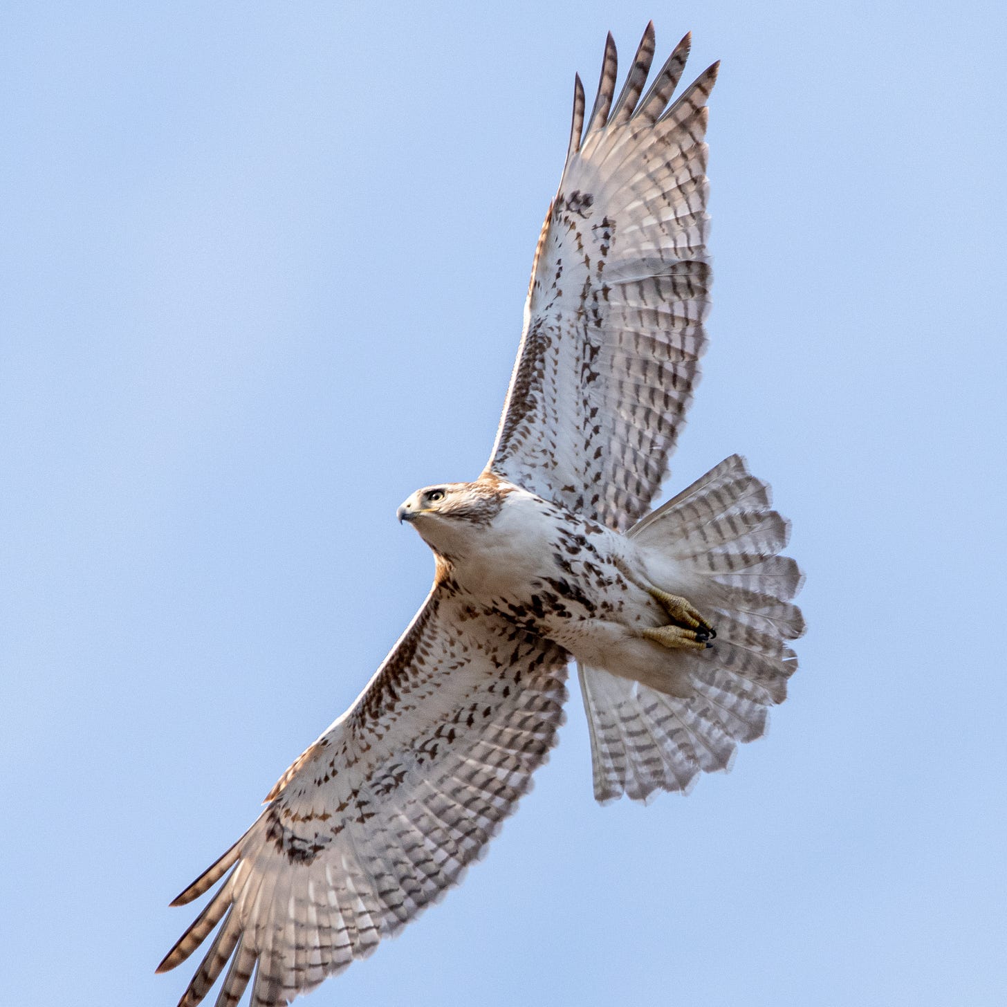 A red-tailed hawk seen from below as it flies overhead, wings and tailfeathers splayed