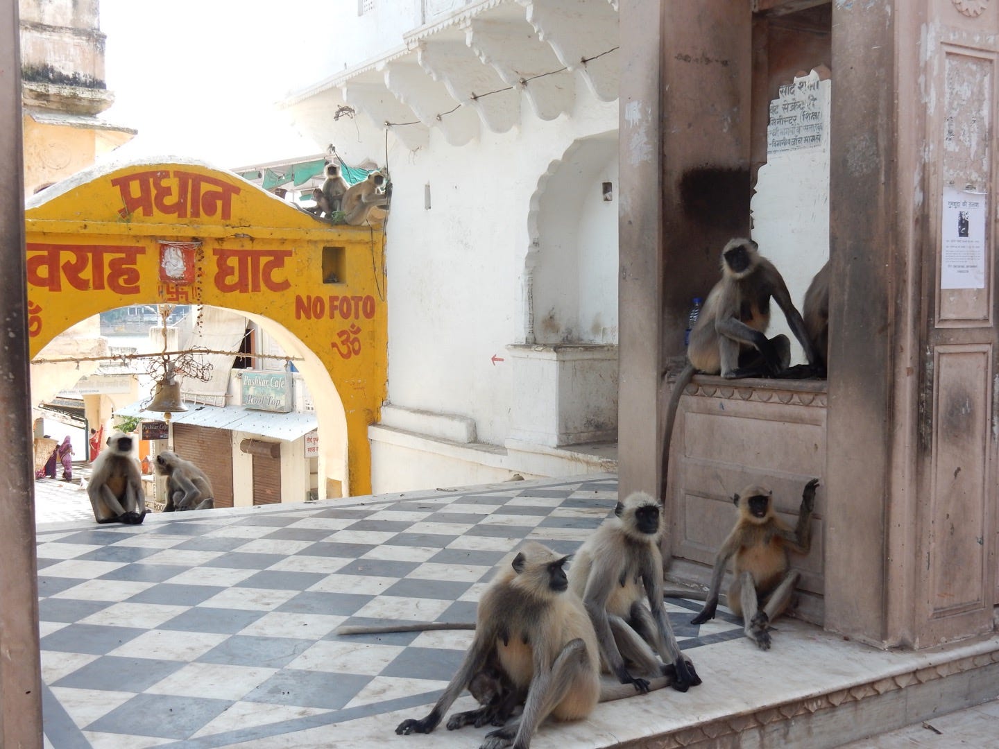 a group of monkeys in India