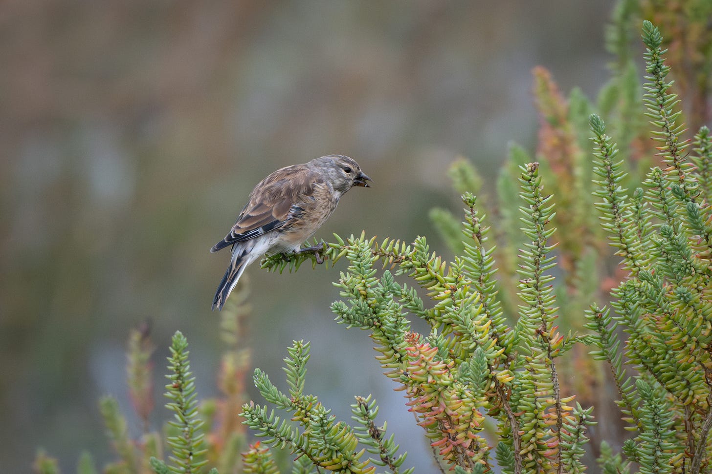 A brown winter-plumage Linnet eating some heather