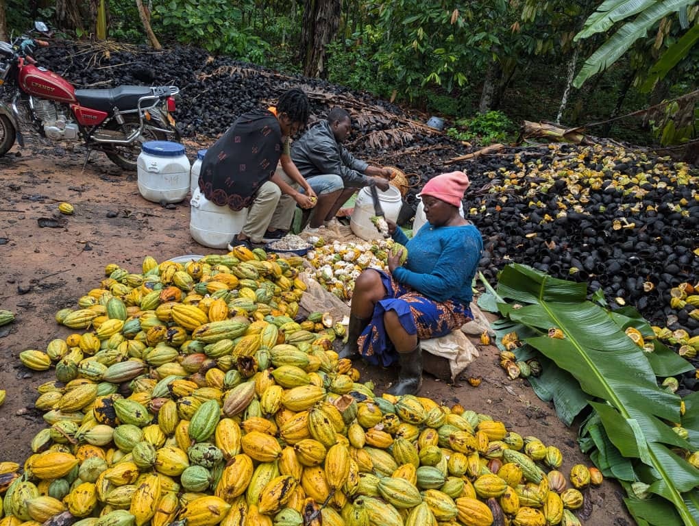 Image shows A female cocoa farmer in Cameroon breaking pods