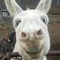 Bonnie  Tarlton's avatar