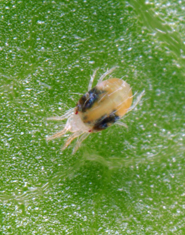 On the left is the image of a two spotted spider mite, it is pale with a black spot on each side of its body. On the right is a lemon tree infested with spider mites, showing the web and pale spots caused by feeding damage.