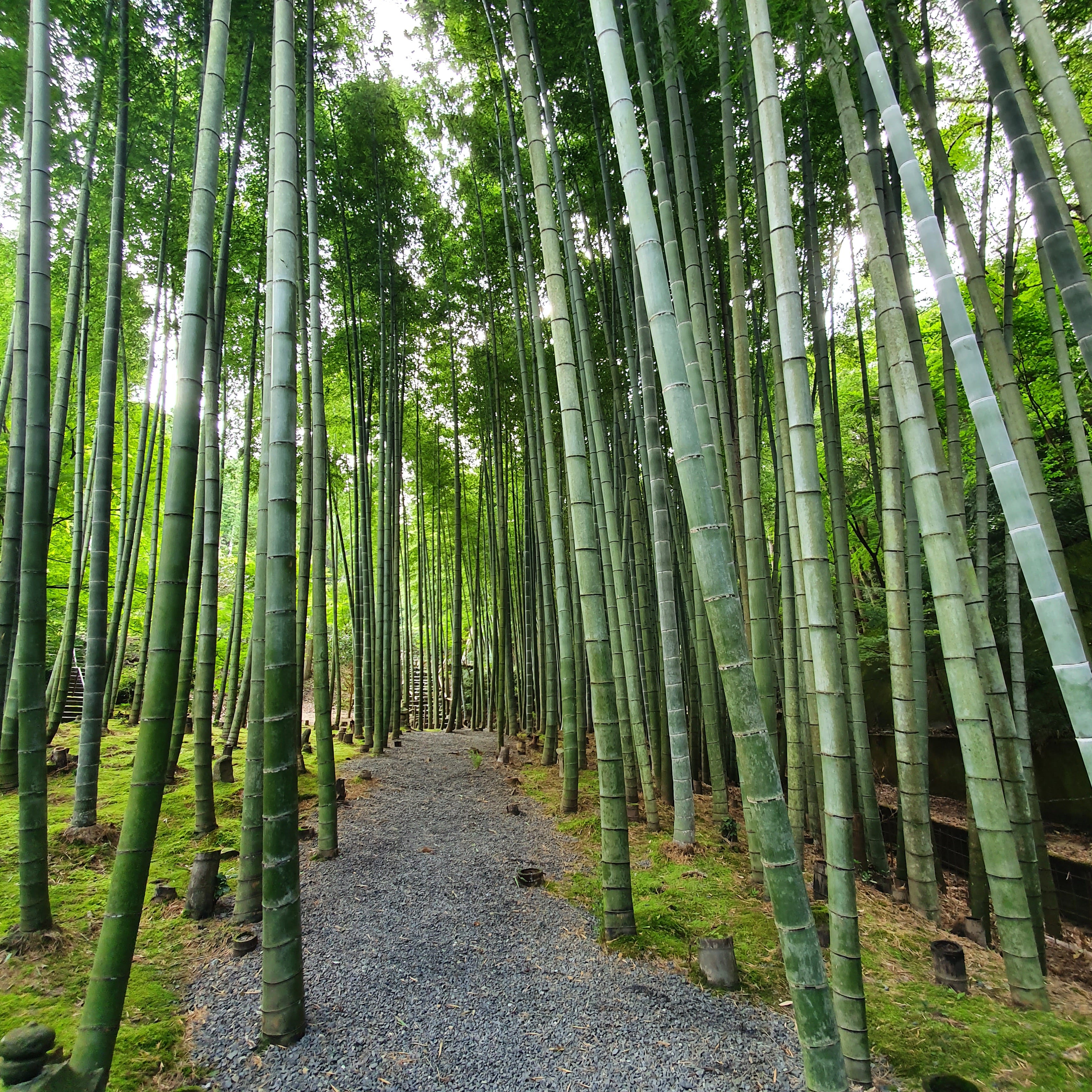 The Strange, Secret Life of Bamboo