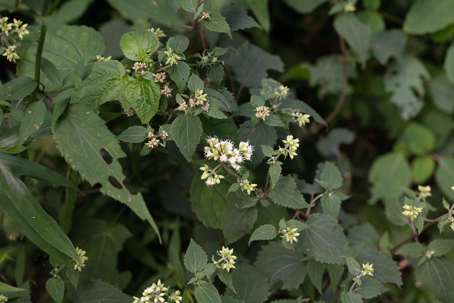 Small white round flowers in the midst of a lot of green leaves, some of which have serrate edges