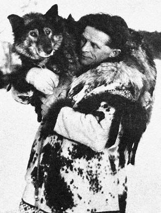 See related image detail. Togo, lead sled dog for the team that ran the longest distance in the ...
