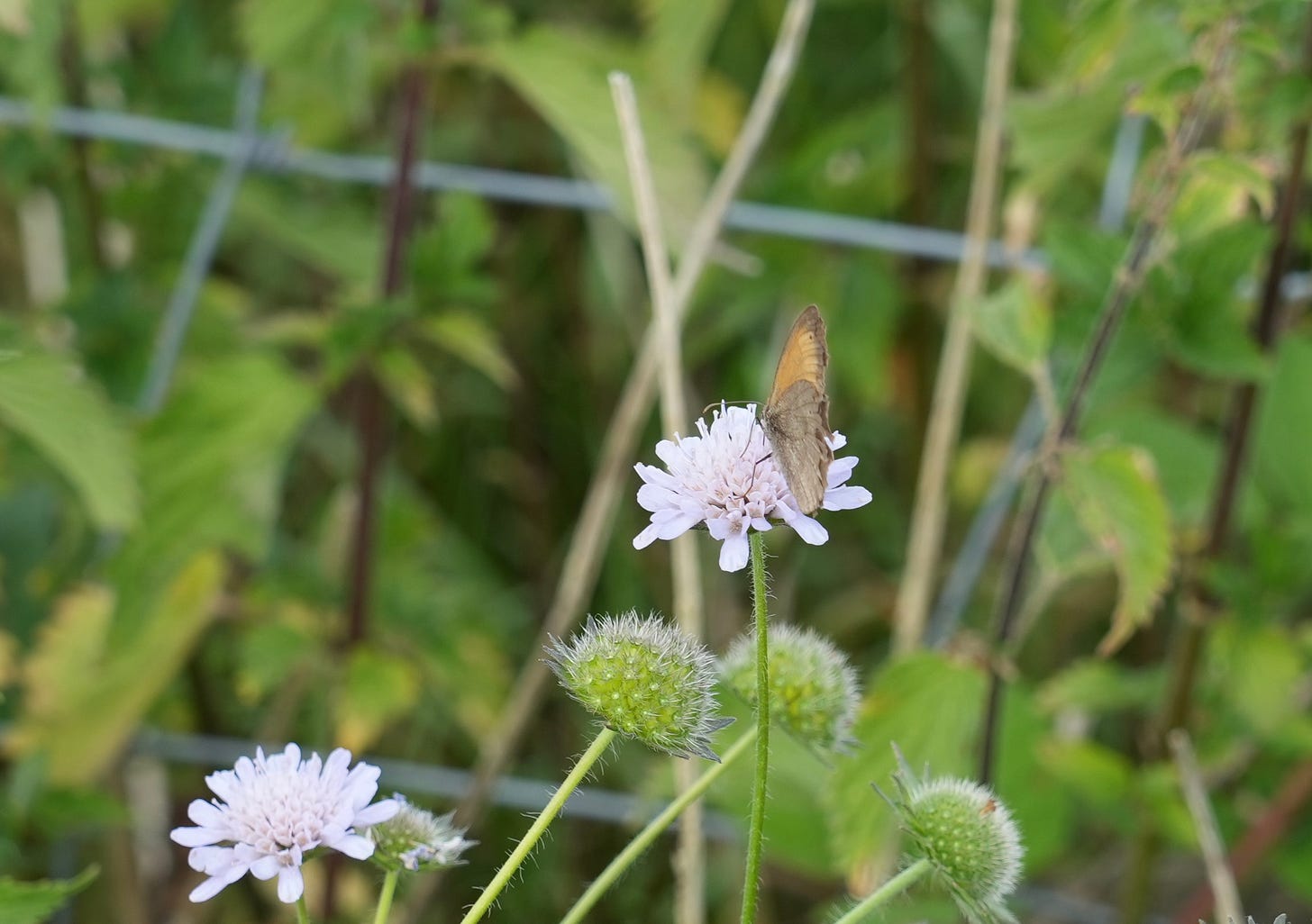 Knautia arvensis | field scabious meadow brown butterfly Knautia arvensis | field scabious meadow brown butterfly