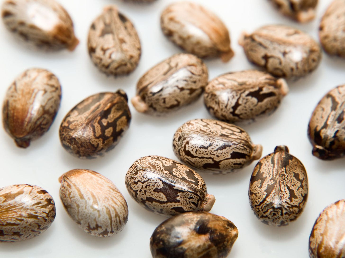 Ricin and RCA: Castor Bean Toxin Information Ricin and RCA: Castor Bean Toxin Information