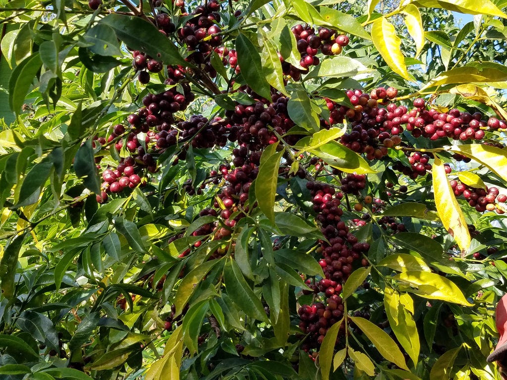 Origin Report - Ethiopia – Ally Open