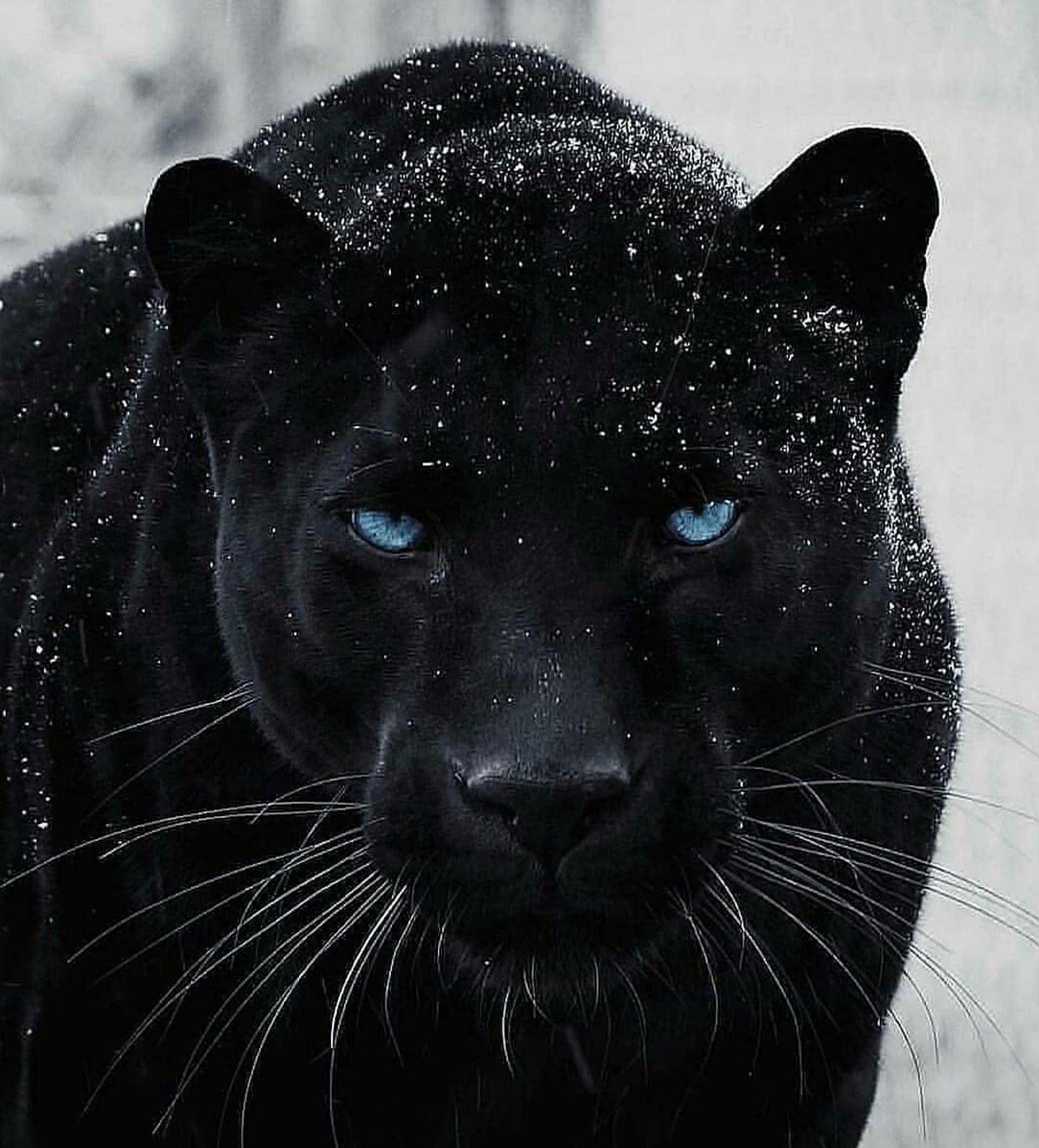 Las mejores 45 ideas de Fotos de panteras | fotos de panteras, panteras  felino, pantera animales