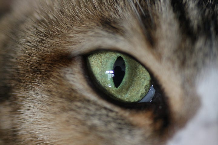 Cat eye and sheep eye. Sources: Pathogenhk, CC BY-SA 4.0 <https://creativecommons.org/licenses/by-sa/4.0>, via Wikimedia Commons