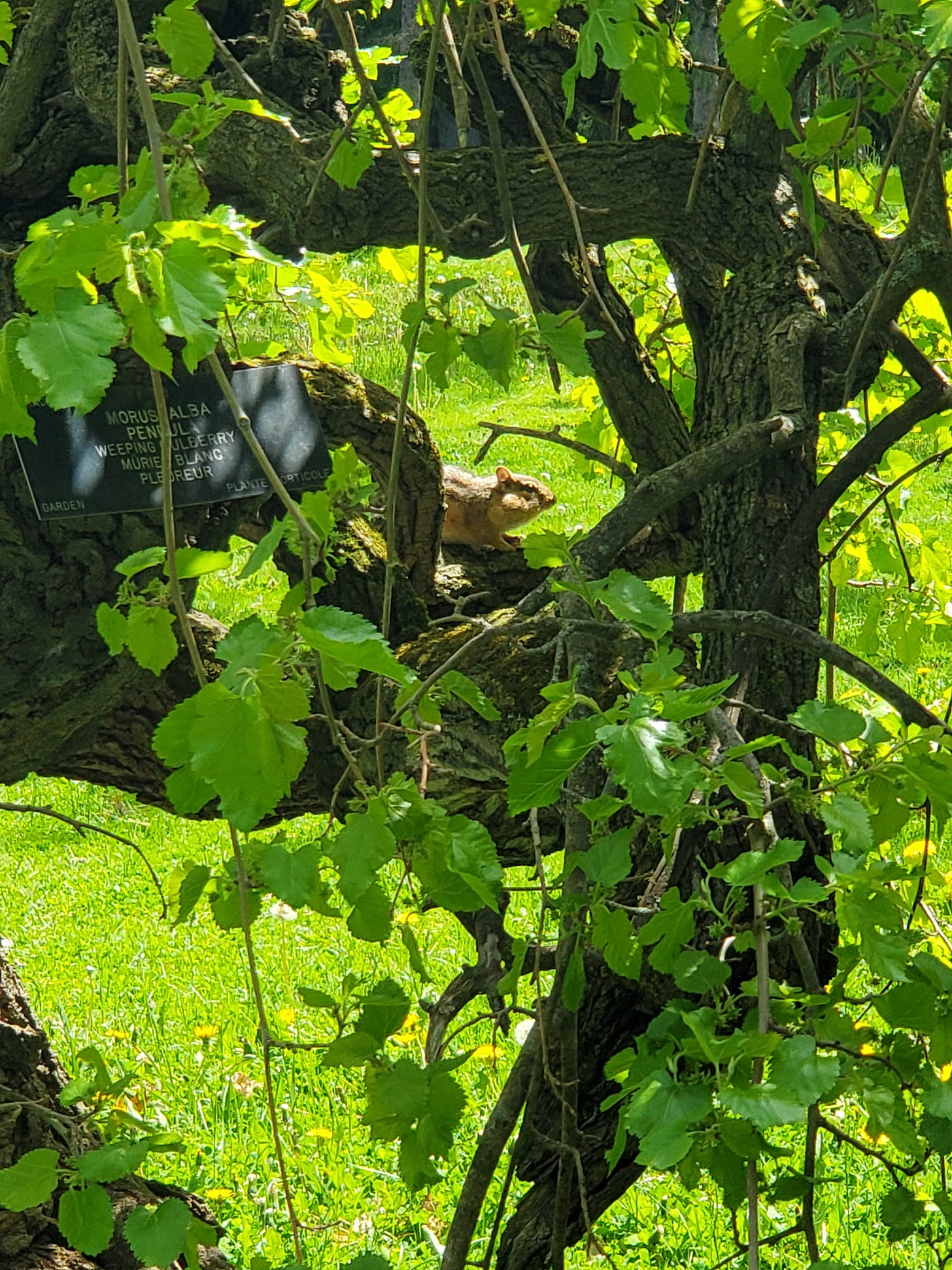 A chipmunk among the branches of a weeping mulberry.