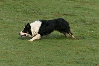 Collie slinking toward sheep Collie slinking toward sheep