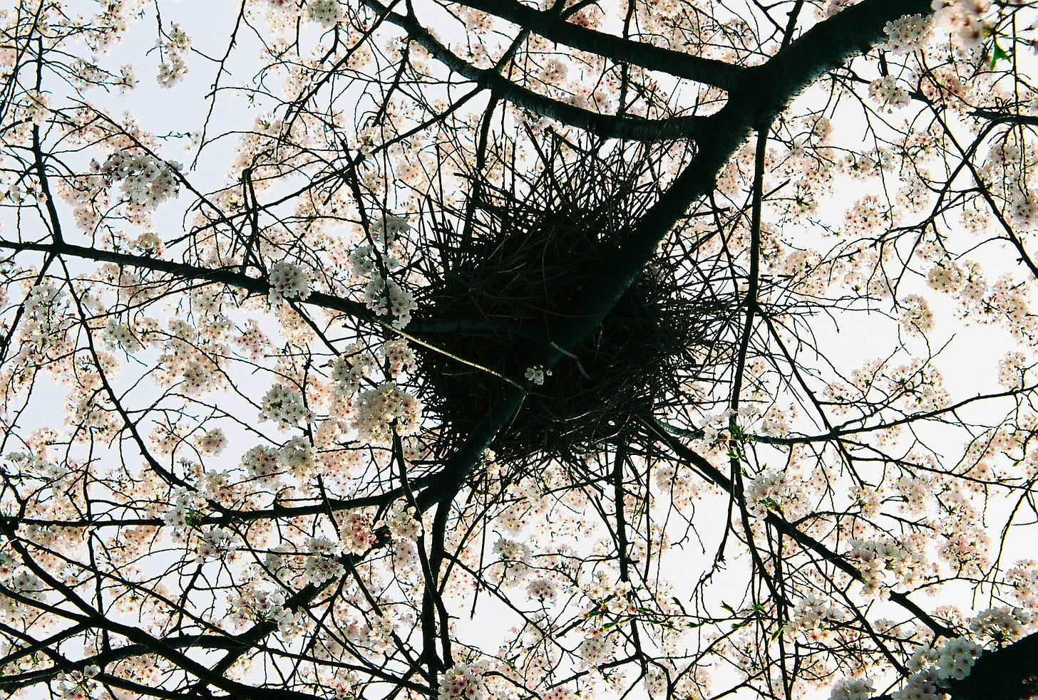 Image is of a bird's nest amid hundreds of tiny, white apple blossoms. Image is of a bird's nest amid hundreds of tiny, white apple blossoms.