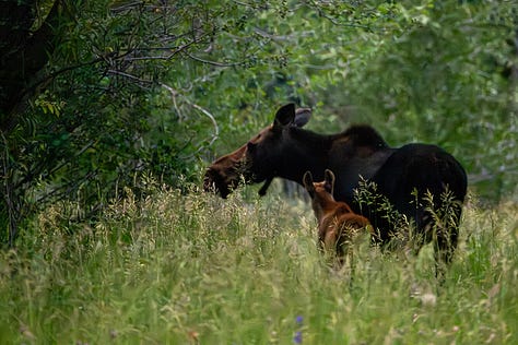 Photo 1- Mama and baby moose in tall grass; Photo 2- Lone bison against mountain backdrop; Photo 3- her of bison; Photo 4- 2 male bison locked heads during the bison rut; Photo 5- bison herd among the dust they kicked up; Photo 6- Mama and baby bison against the mountain backgdrop
