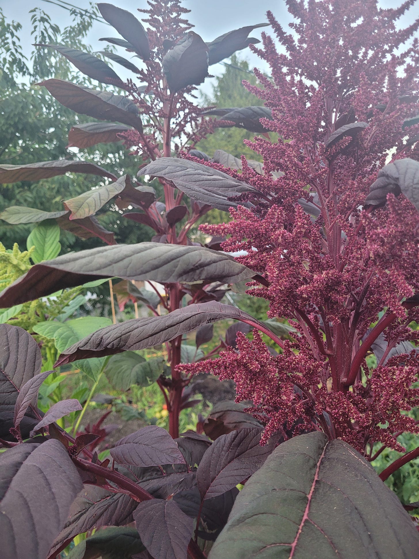 Amaranth growing big and tall in a home garden.