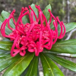 Adventuring Lou - Beach, Bush, Faraway Places