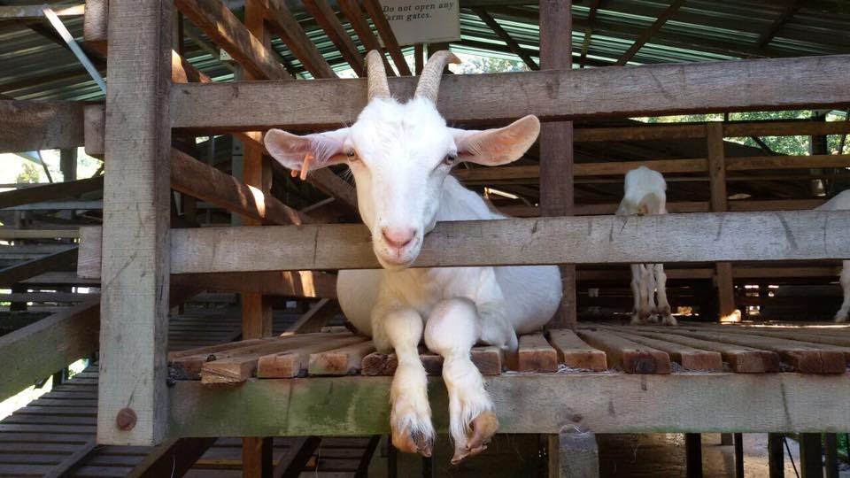 Saanen Dairy Goats For Sale‎ | Saanen Dairy Goats For Sale‎