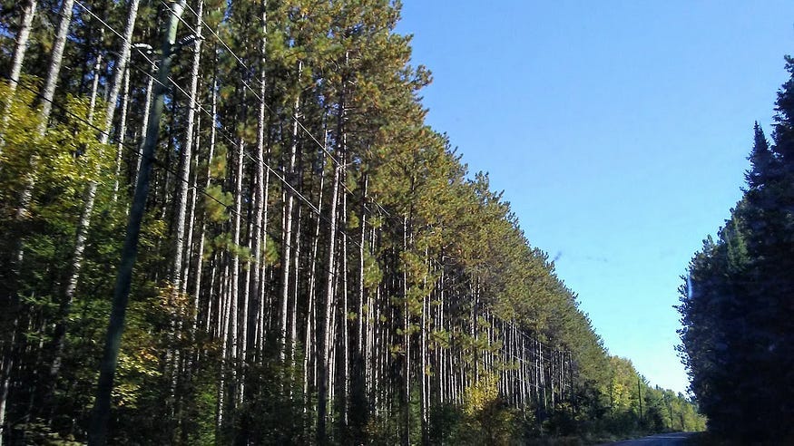A line of tall pines beside the road catch the afternoon sun.