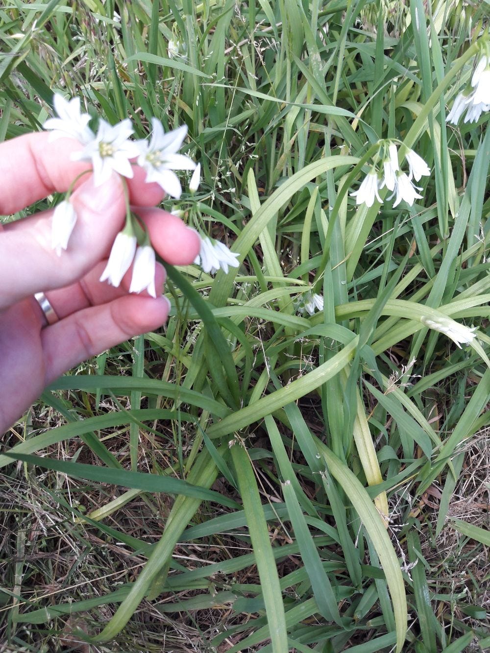 Allium triquetrum [Plant - Avenel, VIC, 2022] sml.jpg