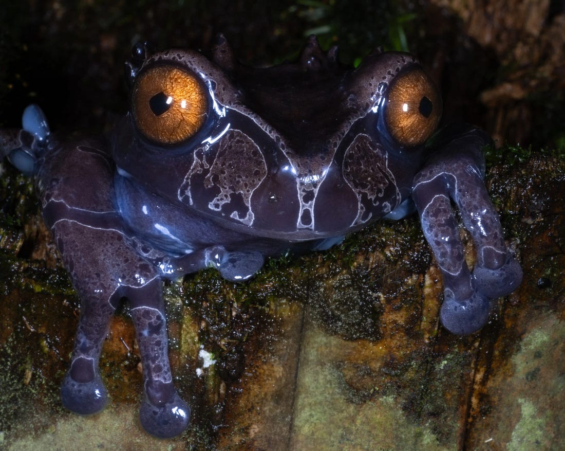 Spiny-headed treefrog with amber eyes perched on a mossy branch at night, its mottled skin and toe pads visible in the forest understory.