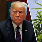 What’s Next For Weed In The US Under A Second Trump Administration?