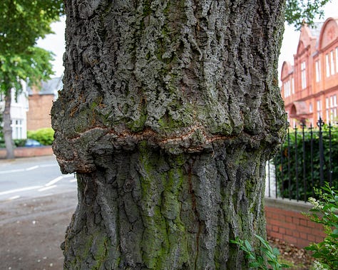 Hybrid oak tree
