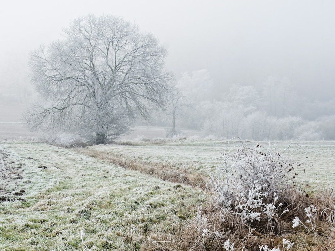 A foggy field with a lone tree in the distance A foggy field with a lone tree in the distance