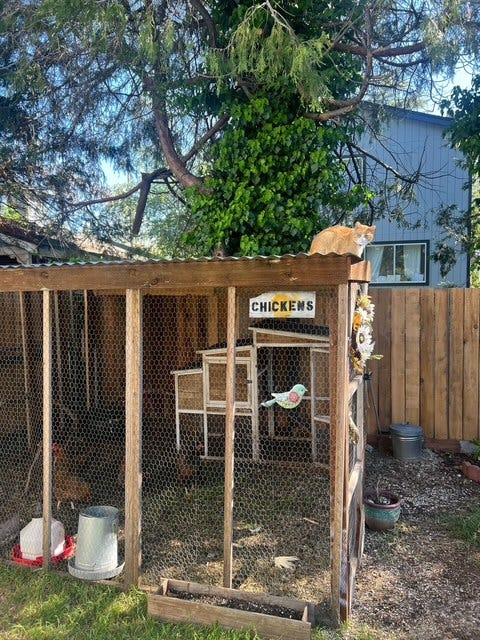 Ginger cat sits on top of a chicken coop, overseeing the flock. 3-4 red hens inside the coop.