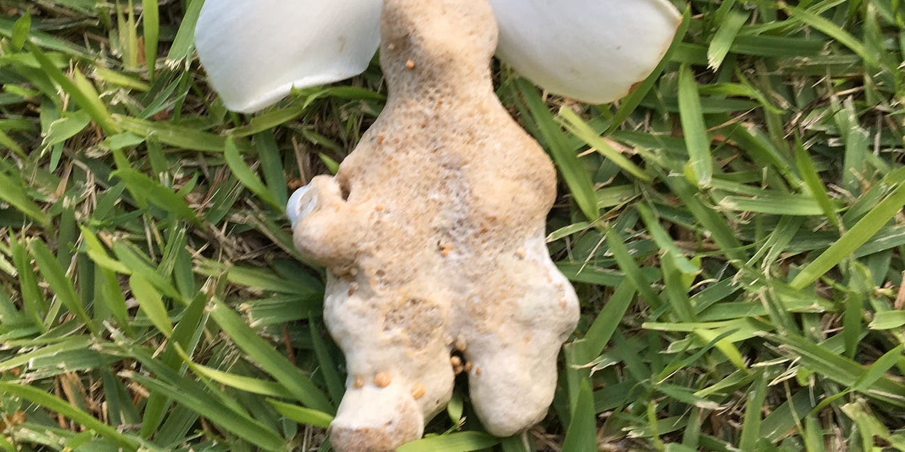 The Neolithic Goddesses are calling us back to the land…
