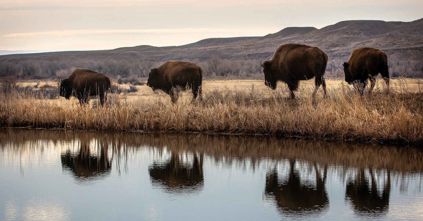 The Trump administration sent Greater Yellowstone into chaos. What's next?  - High Country News