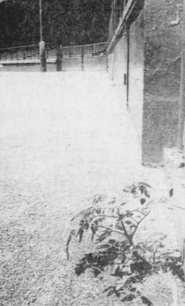 The tomato plant in its glory days.