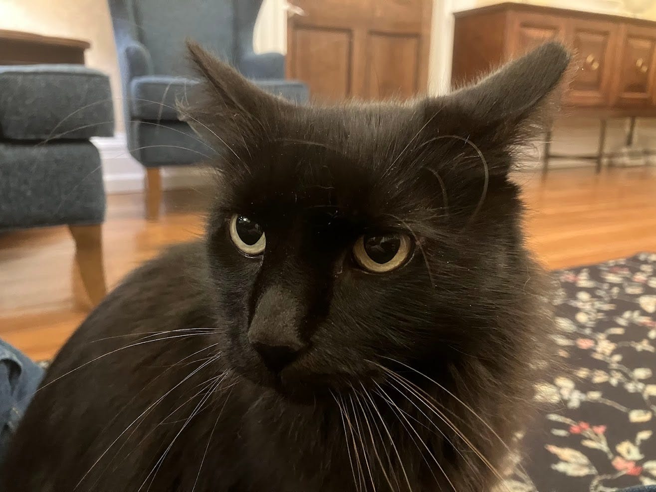 Fuzzy black cat with big green eyes. Very friendly.