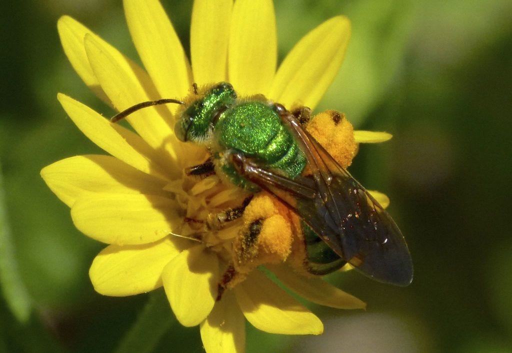   Green, metallic bee on a yellow flower, wings folded, legs covered in pollen.