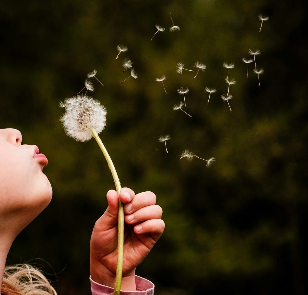 person holding white dandelion flower person holding white dandelion flower