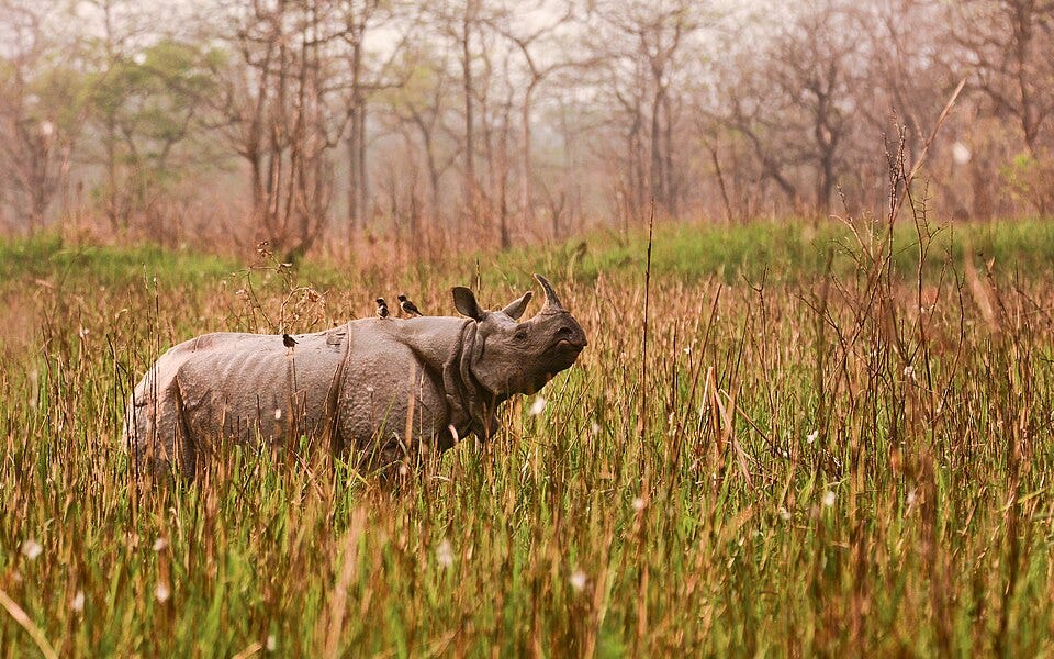 File:Greater one-horned rhinoceros.jpg File:Greater one-horned rhinoceros.jpg