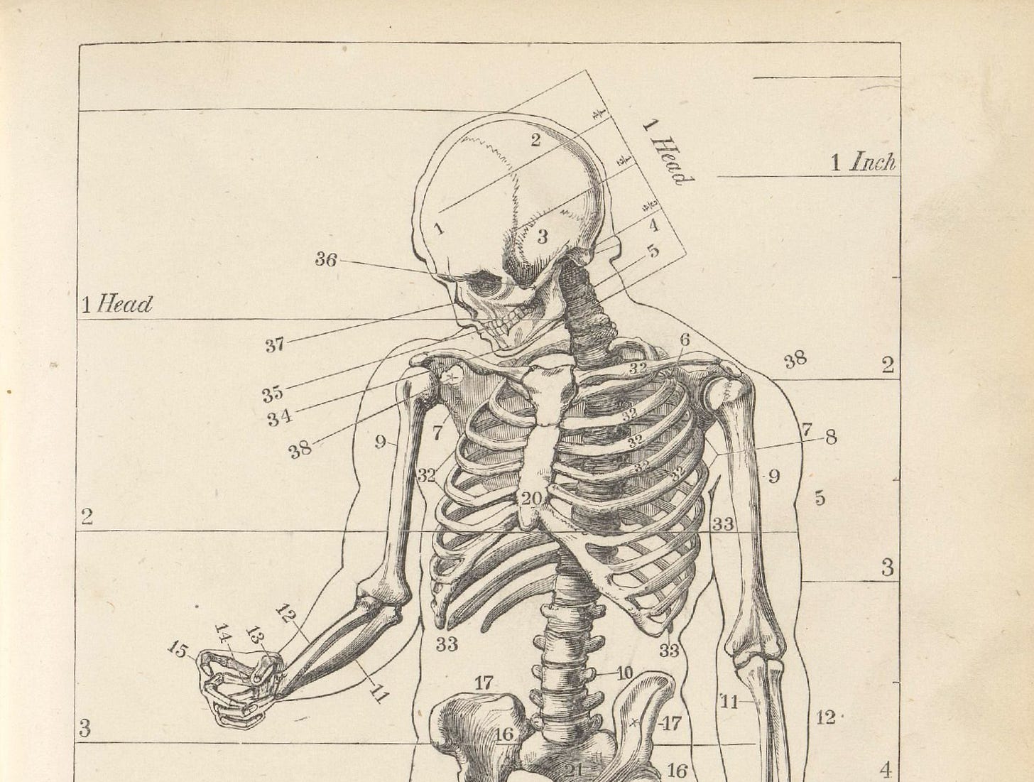 Drawing of a human skeleton.