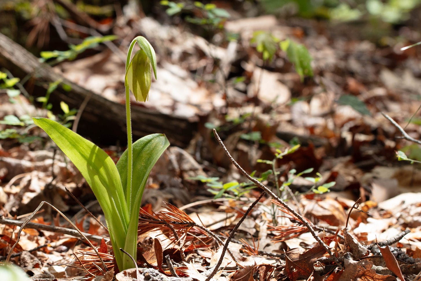 A lady's slipper orchid with a single flower stalk rising between a pair of large basal leaves; the flower has a pale yellow labellum with greenish petals and sepals drooping around it. A lady's slipper orchid with a single flower stalk rising between a pair of large basal leaves; the flower has a pale yellow labellum with greenish petals and sepals drooping around it.