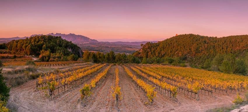 A field of vines with hills in the background

AI-generated content may be incorrect.