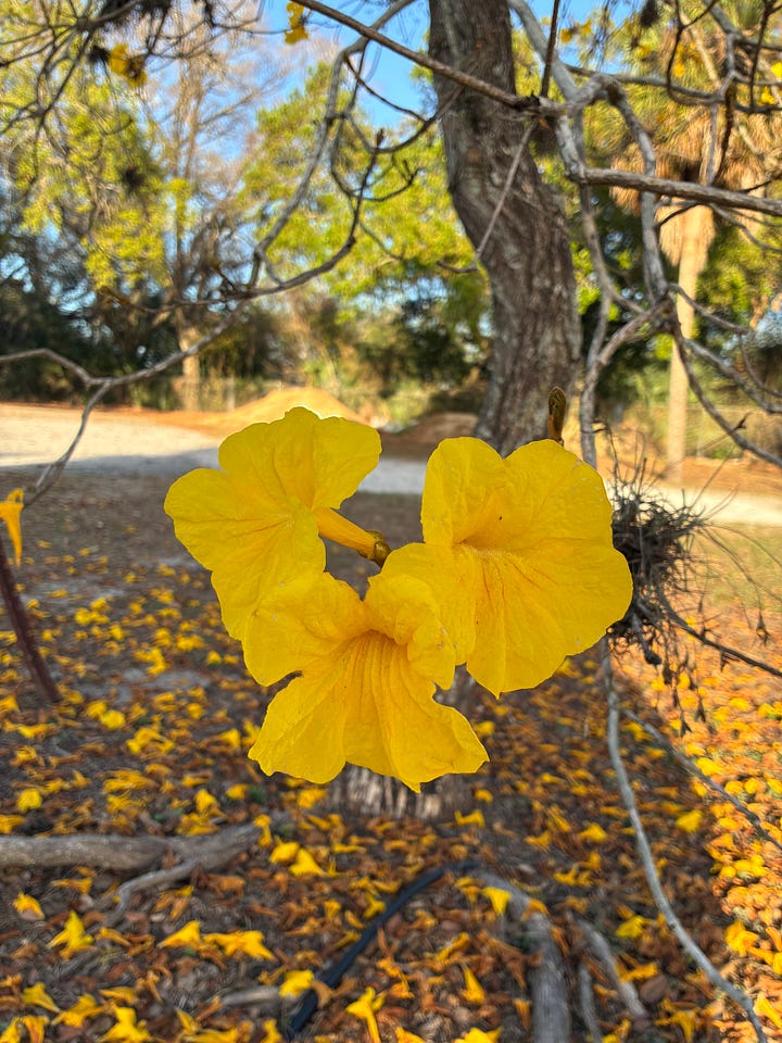 Current blooms in the Florida-Friendly Landscaping demo garden includes yellow blooms of golden trumpet tree, red-orange tubular flowers of coral honeysuckle, tiny clusters of white flowers of Walter's viburnum, and red spikes of coral bean tree.