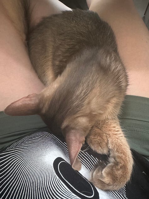 Yuzu the cat, taking a catnap.