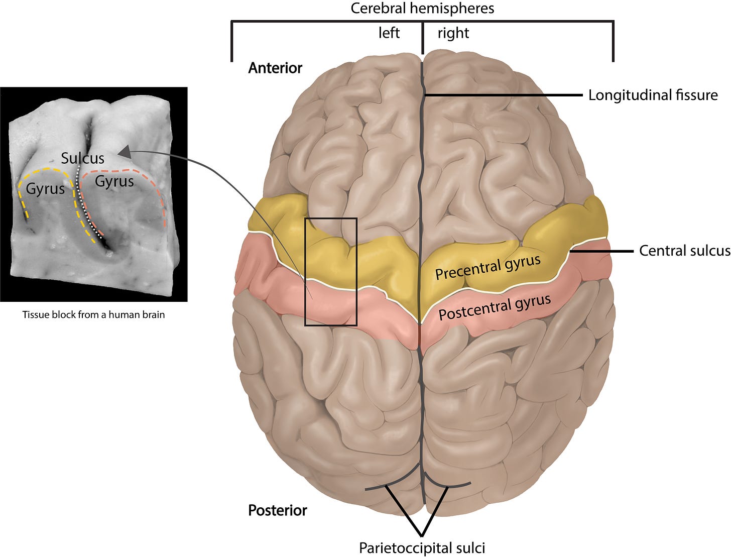 11.3: Brain - Cerebrum - Medicine LibreTexts 11.3: Brain - Cerebrum - Medicine LibreTexts