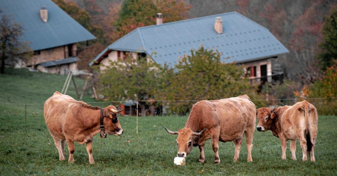 a group of cows stand in a grassy field