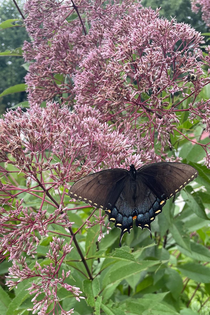 black and blue swallowtail butterfly on pink Joe Pye weed, muddy water bottle and flat soccer ball stashed under straps of yellow kayak, box of fresh veggies, and rain barrel on cinder blocks with orange bucket underneath spout