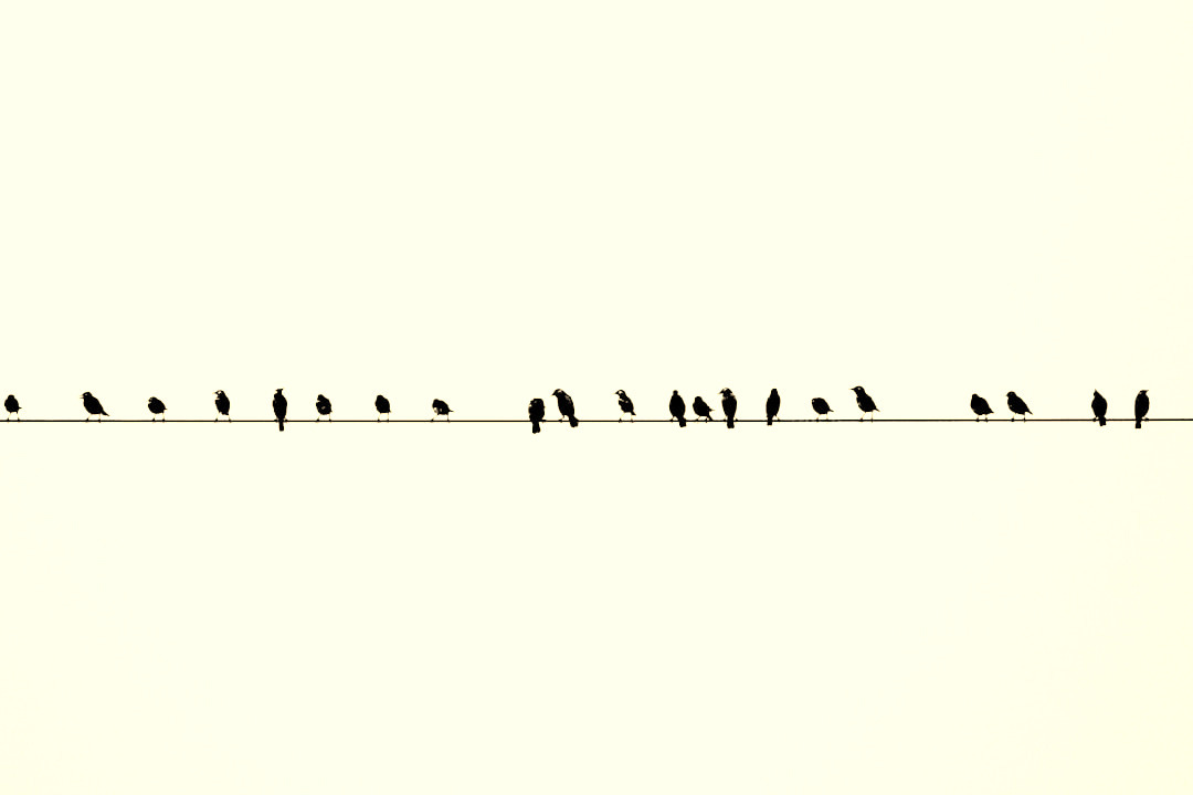 a flock of birds sitting on top of a wire