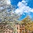 Following the Monastic Impulse