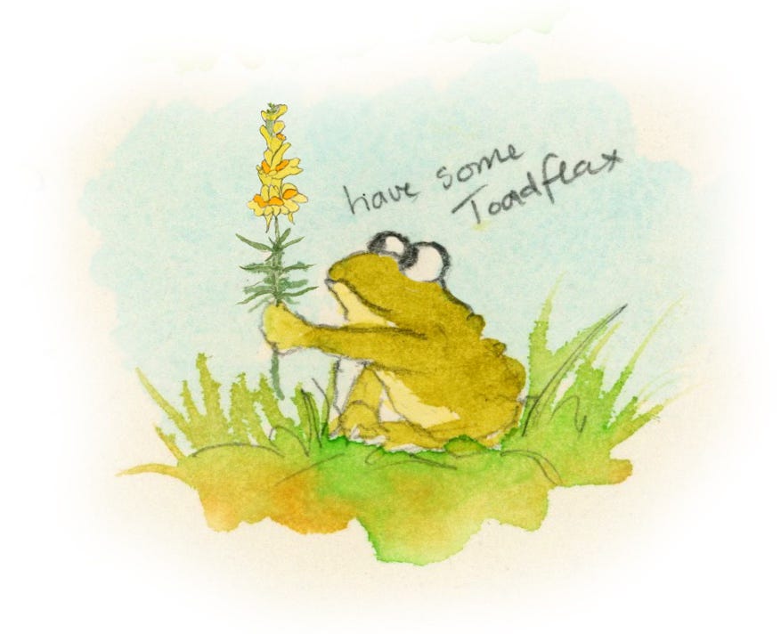 illustration of a toad offering some toadflax illustration of a toad offering some toadflax